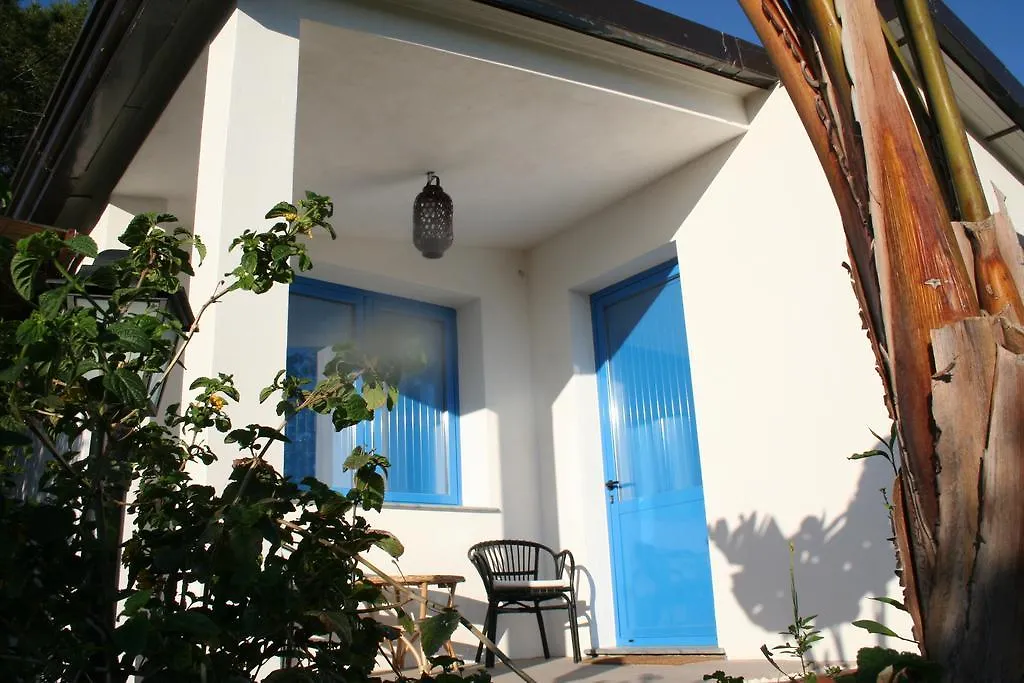 Avocado B&B Beyond-1